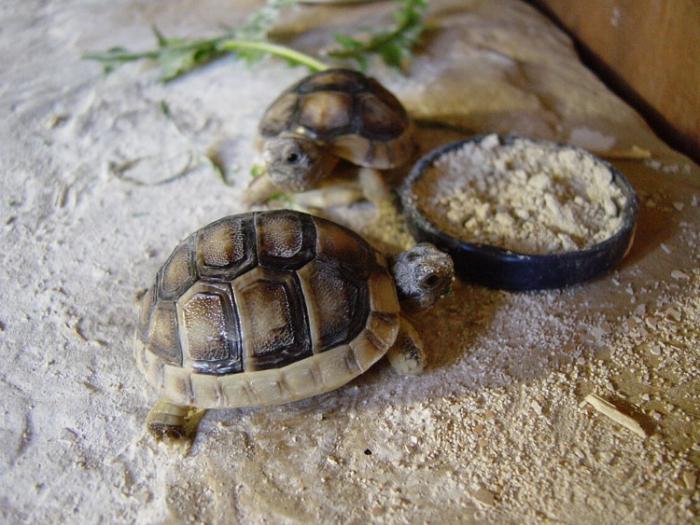 how to feed a land tortoise