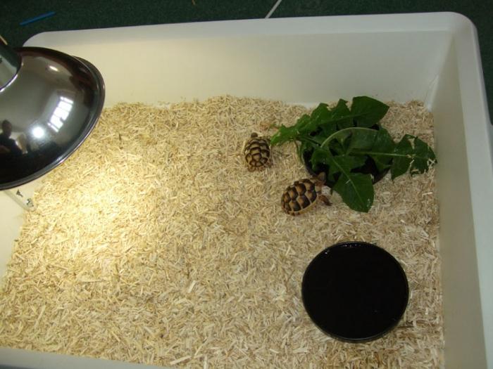 how to feed domestic land turtles