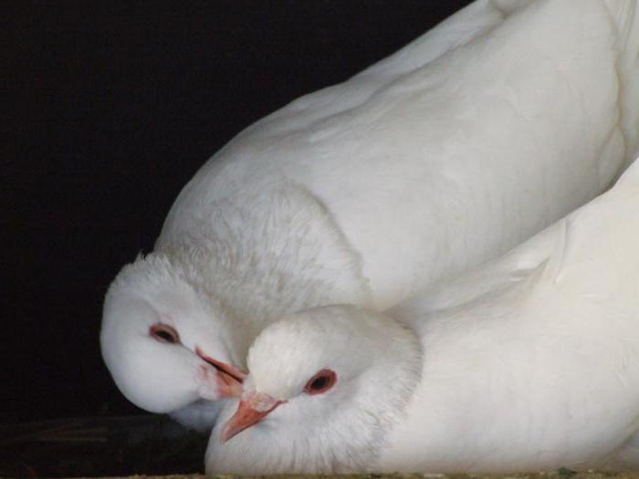 difference of a dove from a dove