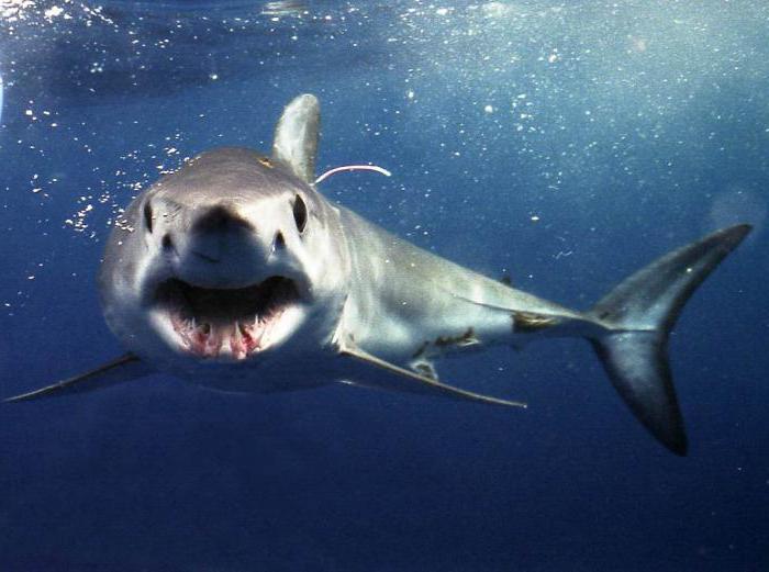серо голубая акула фото