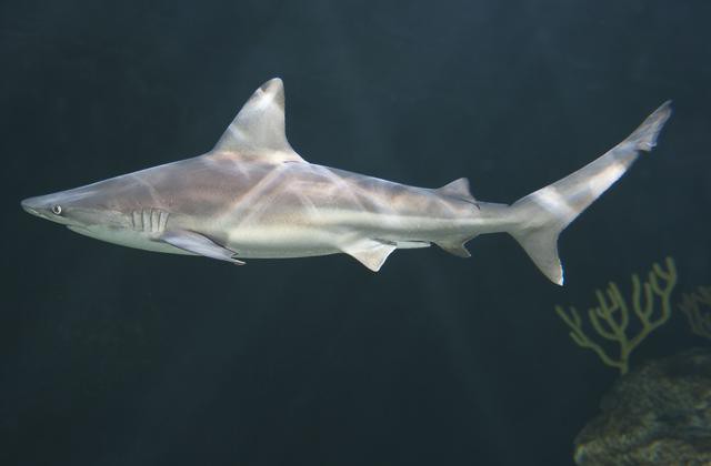 акула серо голубая описание