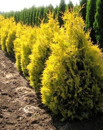 why thuja turns yellow