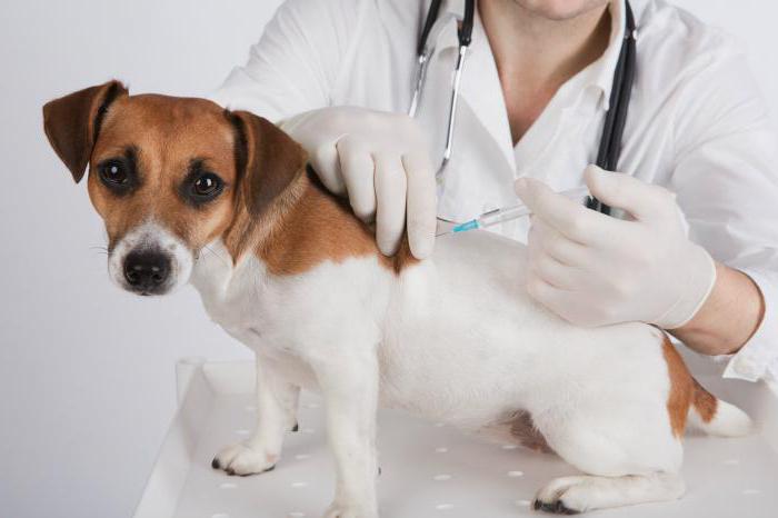 график прививок собакам