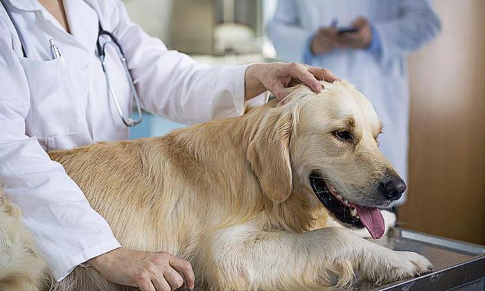 прививка от бешенства собаке основные правила