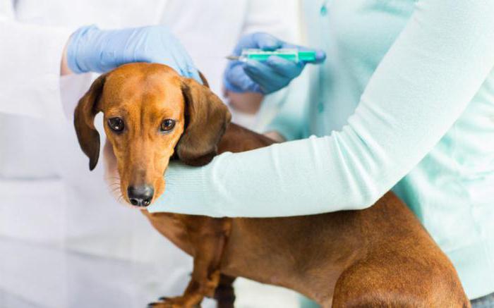 сколько действует прививка от бешенства у собак