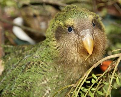 новозеландский совиный попугай