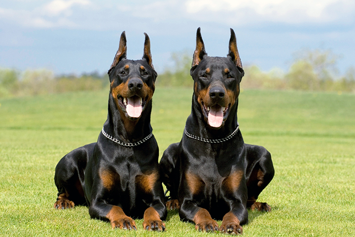 Породы собак с фотографиями и названиями крупных размеров гладкошерстные черные