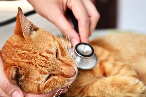 лечение кошачьих болезней