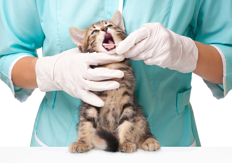 диагностика кошачьих болезней