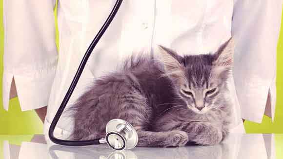 кошачья мочекаменная болезнь