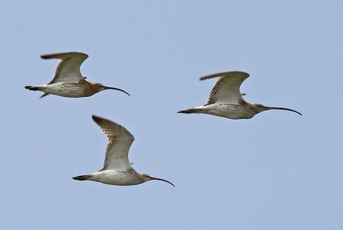 photo of flying birds