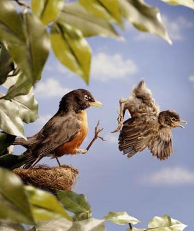 how birds learn to fly