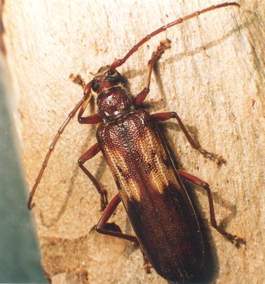 long mustache beetle