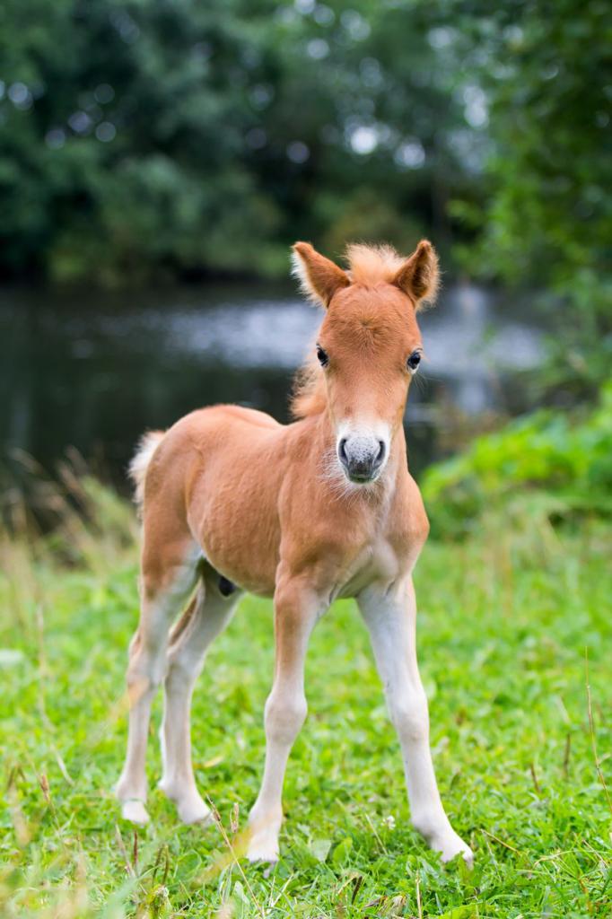 horses falabella