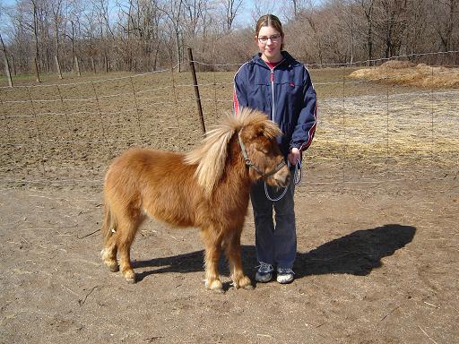 miniature horses