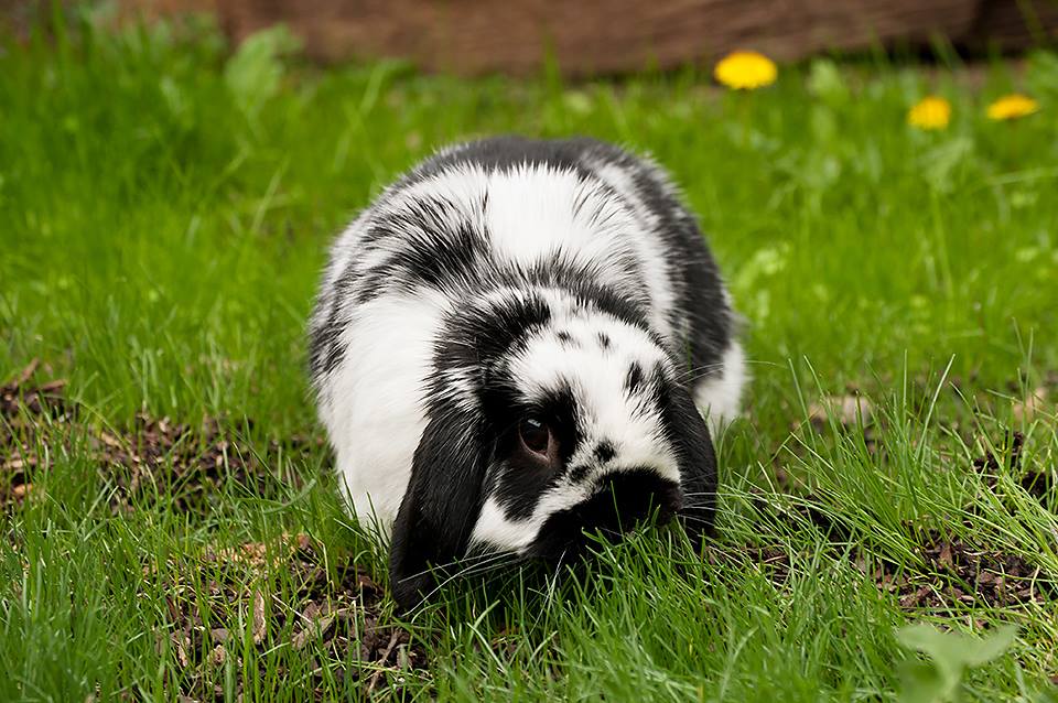 Is it possible to feed a decorative rabbit with seeds