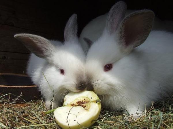 Can grass rabbits be fed grass