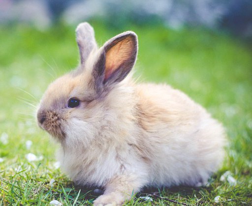 how to feed decorative rabbits