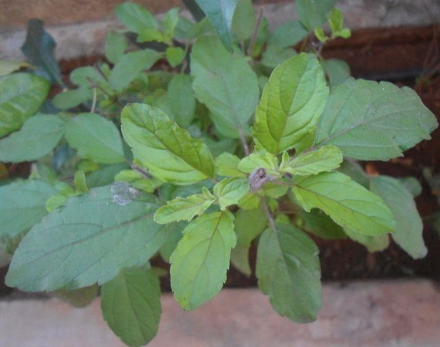 how the holy basil is used in cooking