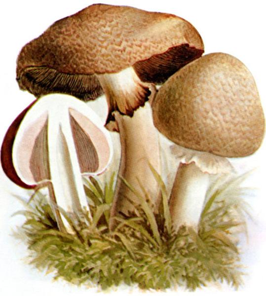 forest champignon mushrooms