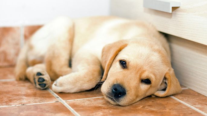 Labrador apartment