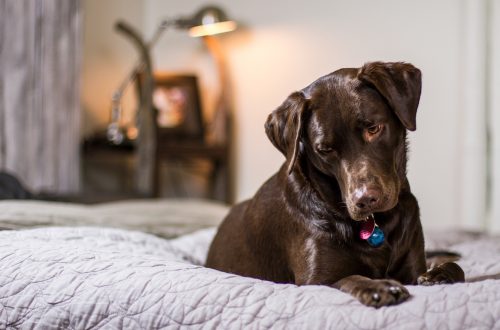 is it possible or not to keep a labrador in the apartment