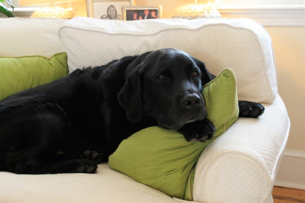 cons labrador in the apartment