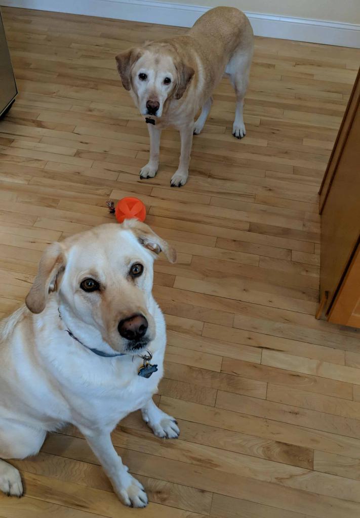 Is it possible to keep a Labrador in the apartment