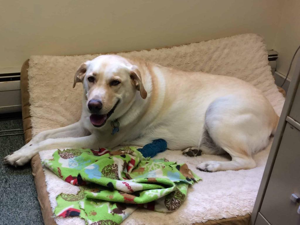 Labrador pluses in the apartment