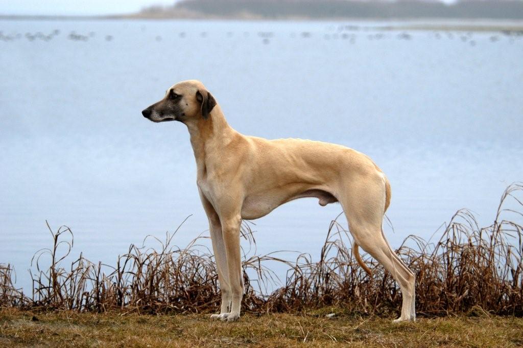 внешний вид арабской борзой