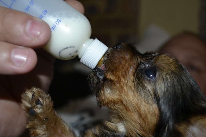 Instructions for feeding puppies milk substitute