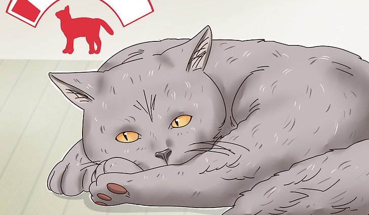 what makes a british cat sick