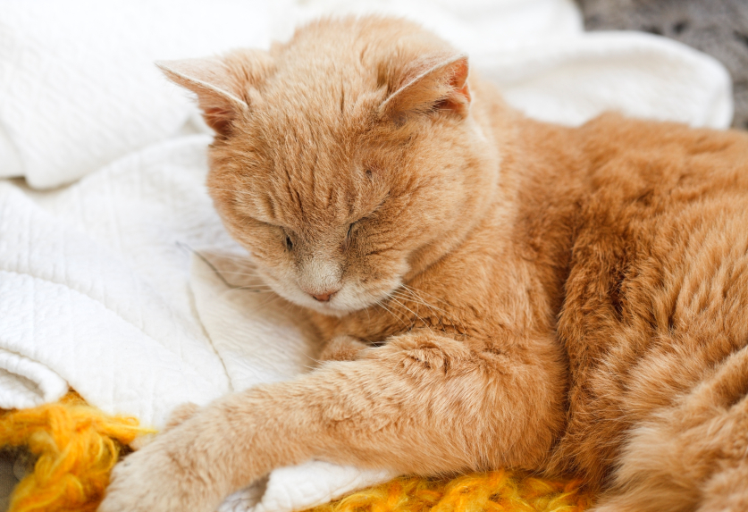 лечение терминальной стадии хпн у кошек