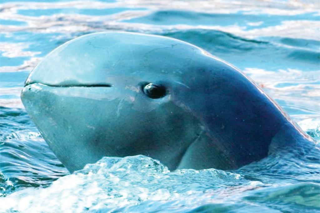 иравадийский дельфин фото