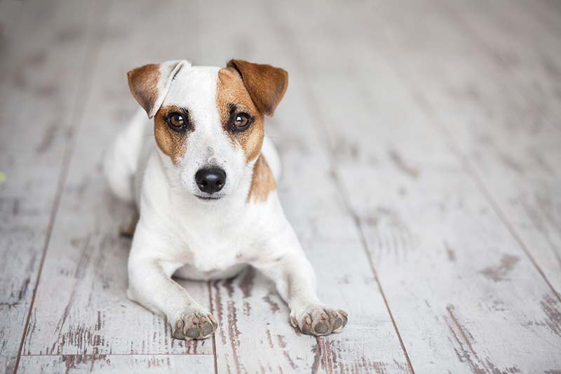 canned food for dogs