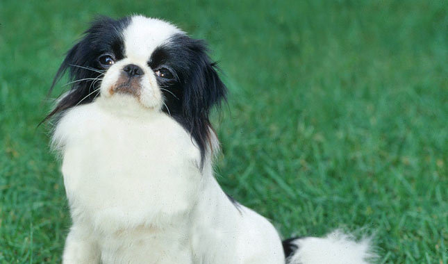 dog breed chinese chin