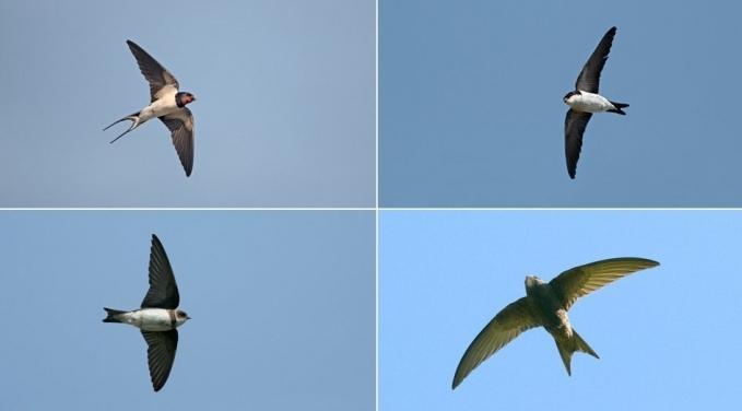 comparing swallows and swifts similarity