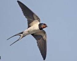 swift bird photo