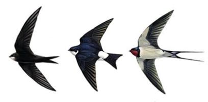 similarity of swallows