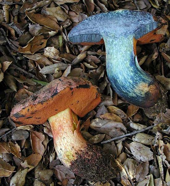 почему грибы синеют