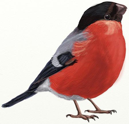 how to draw a bullfinch in pencil