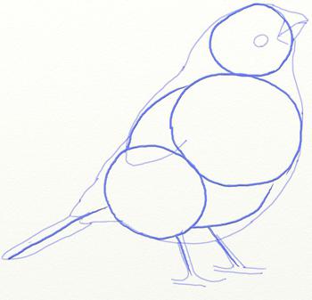 how to draw a bullfinch in stages