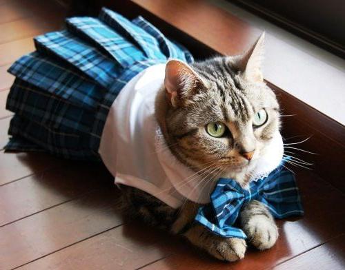 how to sew a cat clothes