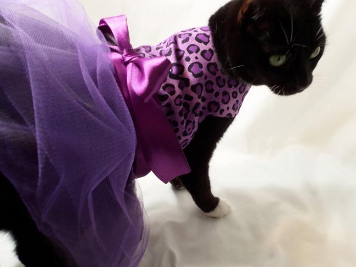 how to make clothes for cats