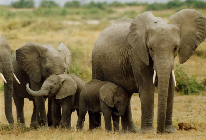 сколько лет живут слоны
