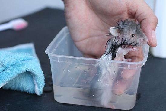 Is it possible to bathe Syrian hamsters