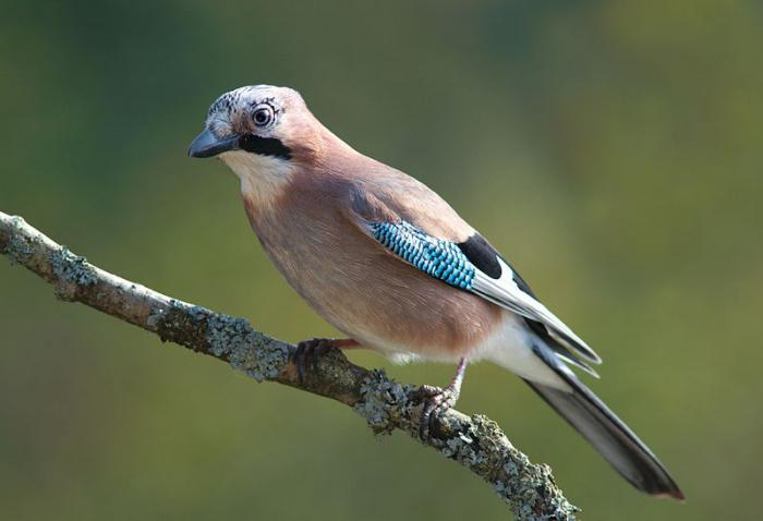 migratory and roaming birds