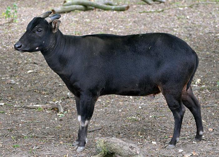 карликовый дикий буйвол сулавеси