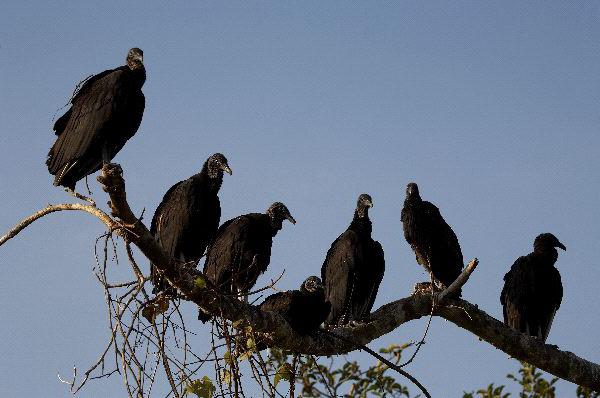 black vulture bird