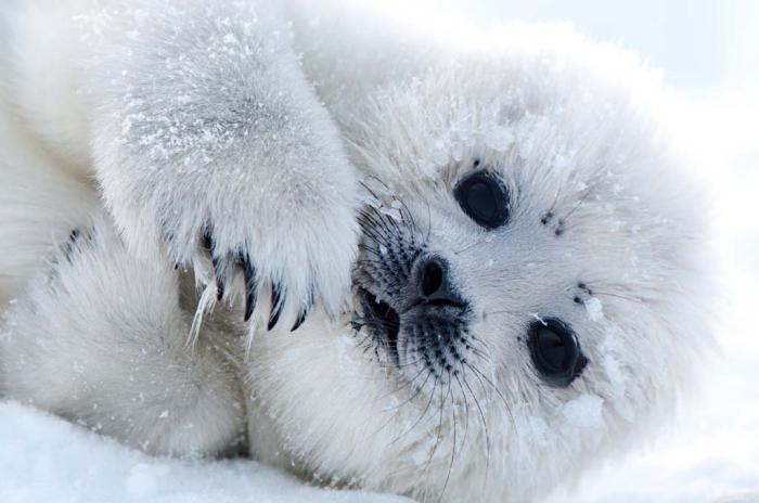 гренландский тюлень фото